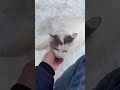 Feral White Cat In The Snow