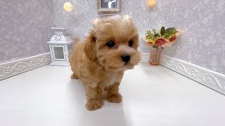 ハーフ犬の動画01