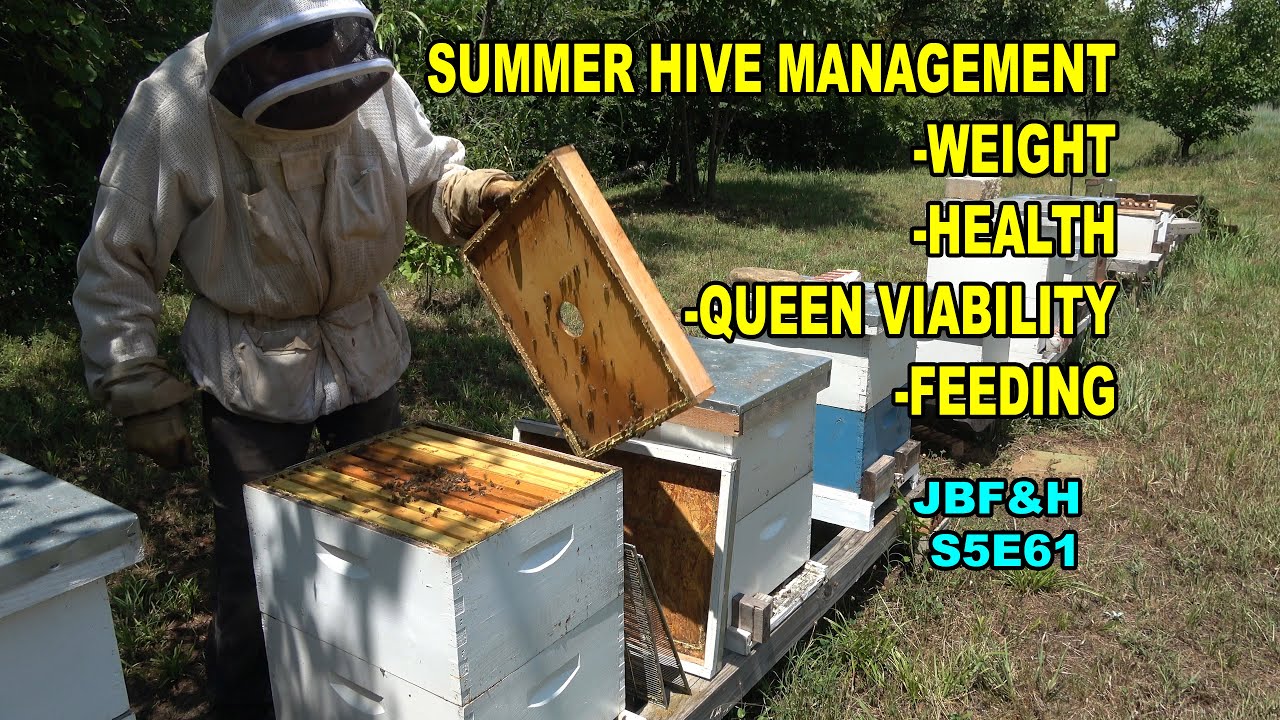 After Harvest Hive Checks and Feeding Weak Hives S5E61 #beekeeping
