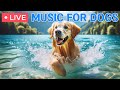 🔴 24 Hours of Dog Music🎵Dog TV & Best Fun Entertainment for Bored Dogs｜Anti-Anxiety Music for Dogs