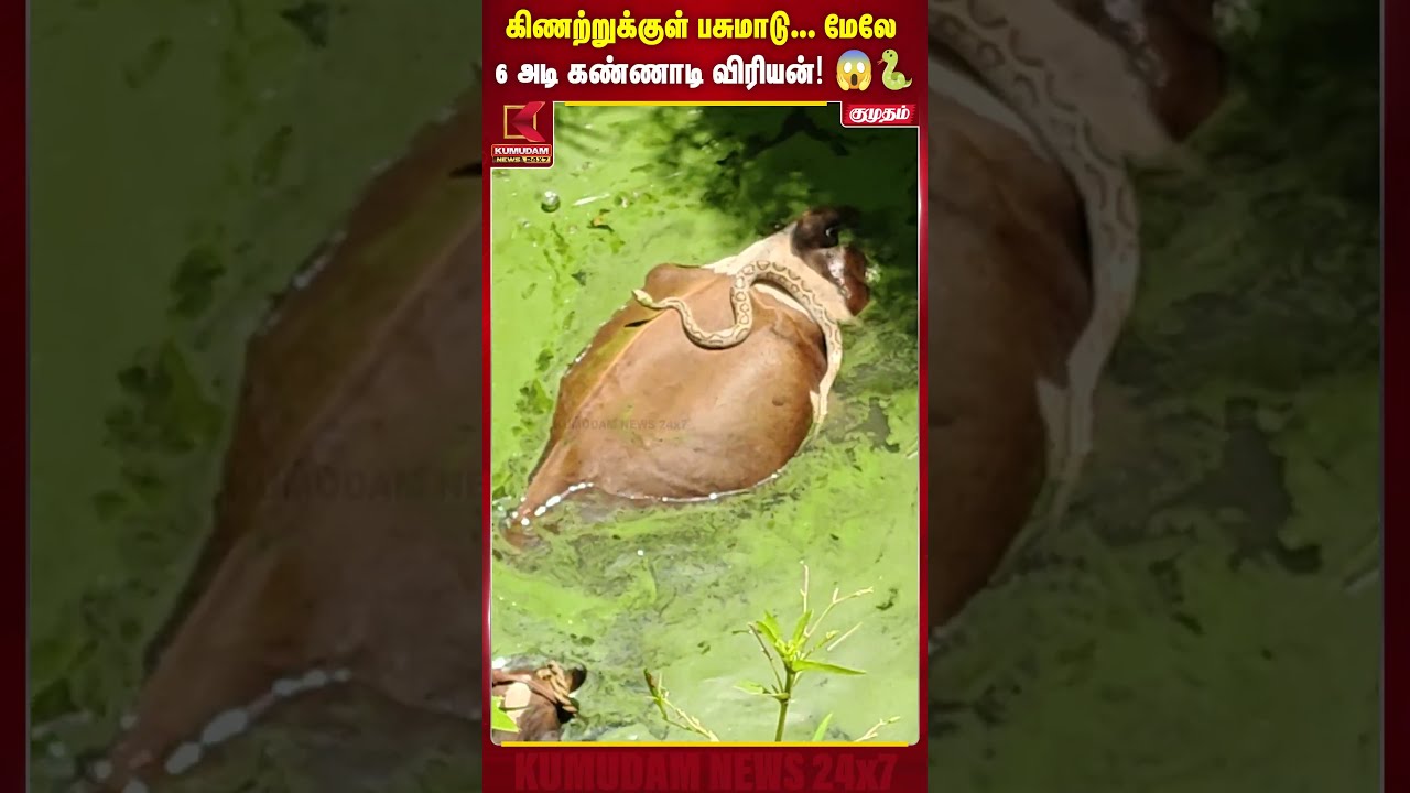 கிணற்றுக்குள் பசுமாடு... மேலே 6 அடி கண்ணாடி விரியன்! 😱🐍 | Cow Rescue | Kumudam News