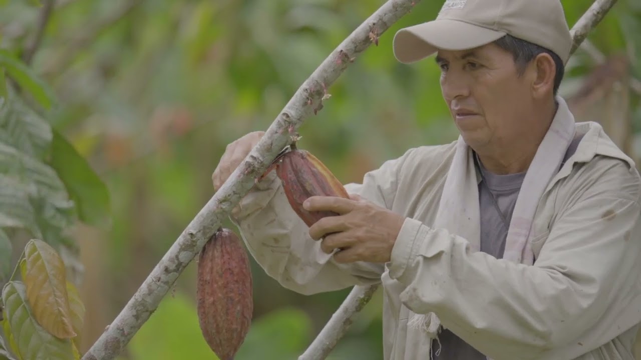 Naturamazonas - Cacao Organico