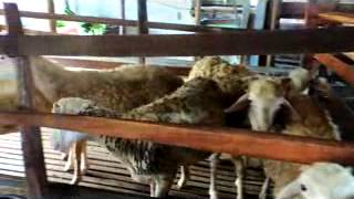 preview picture of video 'ternak pola hcs kambing pak joko hcs sragen'