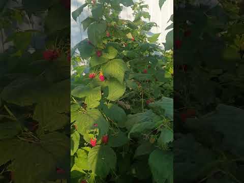 Малина Полана ремонтантная. Подмосковье 30 августа #малина #малинаподмосковье
