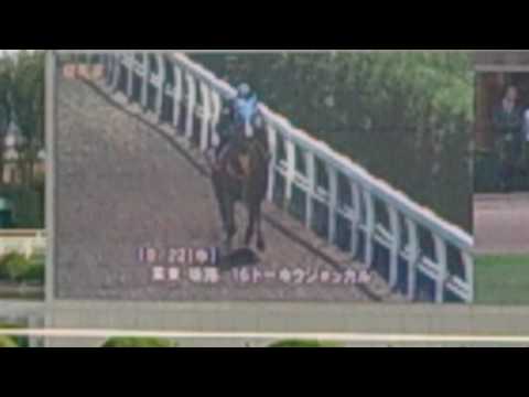 2014菊花賞追い切り トーホウジャッカル