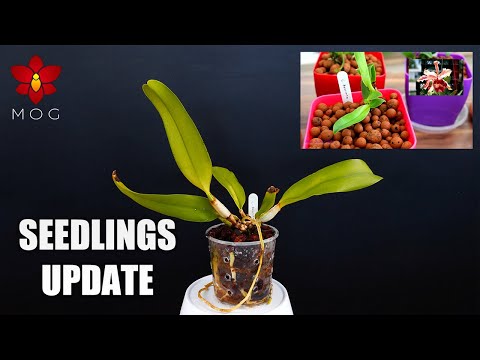 Cattleya Orchid Seedlings Update - They grow so fast... NOT!