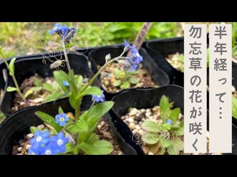 沼地の忘れな草 植物