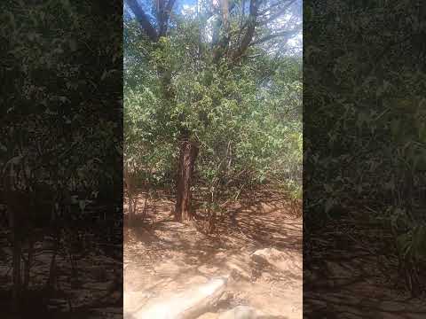 #Do Nordeste para o Mundo. #Curaca. #Bahia. #Nordeste. #Brasil.