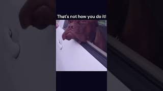 Wind in my face #dogs head out window😅😎