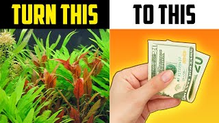 Start Making Money Today! Guide to Selling Aquarium Plants