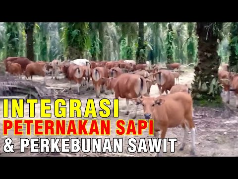 , title : 'Integrasi Peternakan Sapi Dengan Perkebunan Sawit'