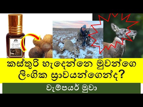 කස්තුරි හැදෙන්නෙ මුවන්ගෙ ලිංගික ස්‍රාවයන්ගෙන්ද? How to make Kasthuri Deer musk | why kill