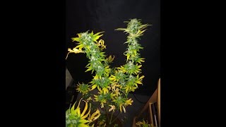 royal haze by royal queen seeds for harvest