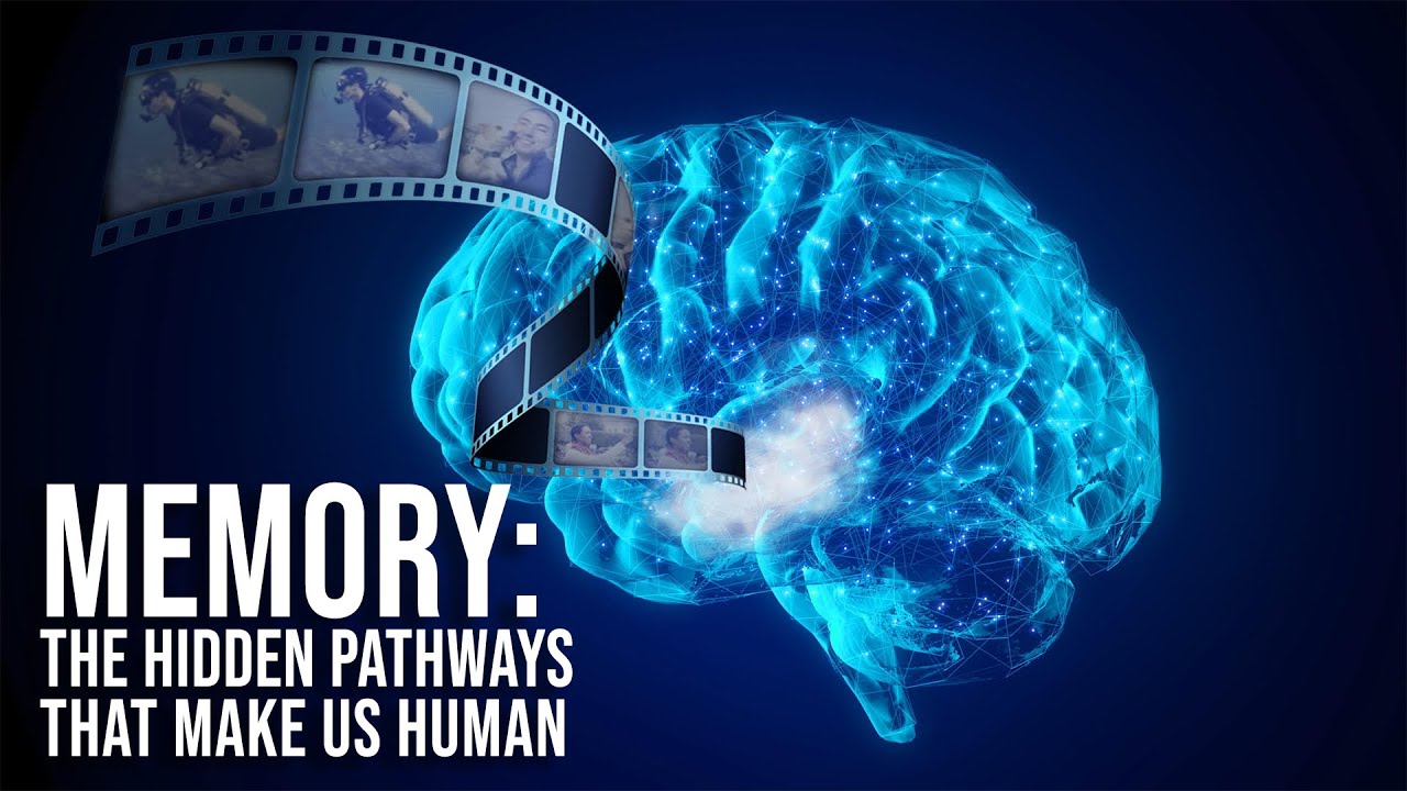 Memory: The Hidden Pathways That Make Us Human