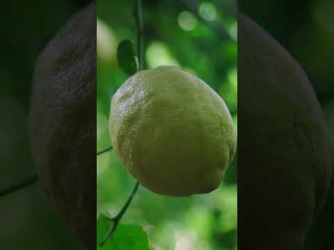 🍋 Why you should snack on LEMONS (!) in Italy