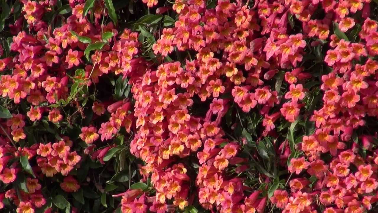 Cross-Vine, Trumpet Flower (Bignonia capreolata) - YouTube