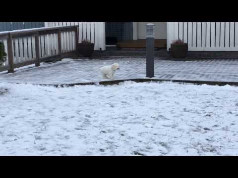 BoyBlackDarkBrownCollar 7,5weeks j