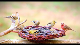 8 Hours of Song Birds 😻 Uninterrupted Cat TV Relaxing Retreat 🐦