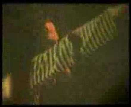 dr kasper rabbit show - achlom lanetzach