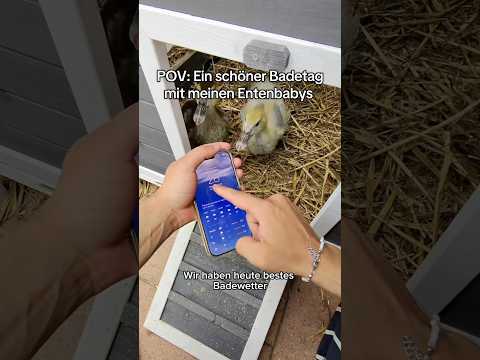 Sie fangen jetzt schon an ihre ersten Federn zu bekommen 🥹 #pov #ente #küken #entspannung #garten