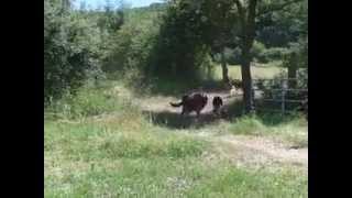 berger allemand poil long