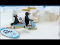 Pingu S Family Rides Around In The Snow Pingu Official Channel Cartoons For Kids