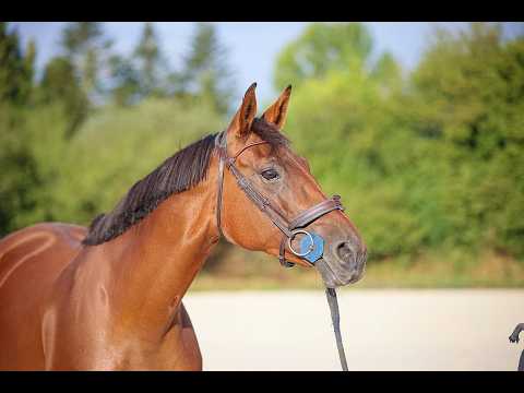 Elfy de Chalusse ☆☆ (TSUNAMI DE HUS x APACHE D.ADRIERS) - Video 2 video thumbnail
