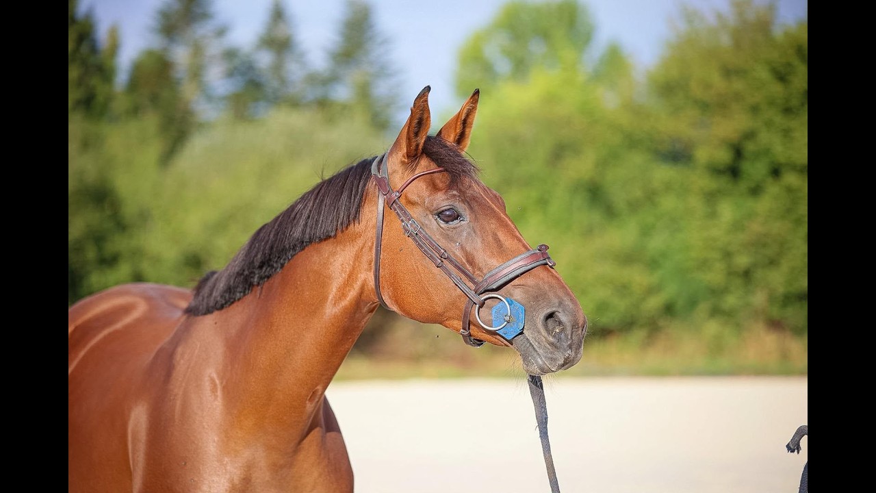 Elfy de Chalusse ☆☆ (TSUNAMI DE HUS x APACHE D.ADRIERS) video 1