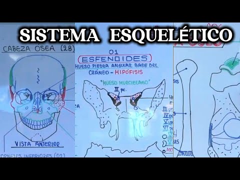 Sistema Óseo desde CERO | Anatomía Preuniversitaria y Premedicina (Clase Completa)