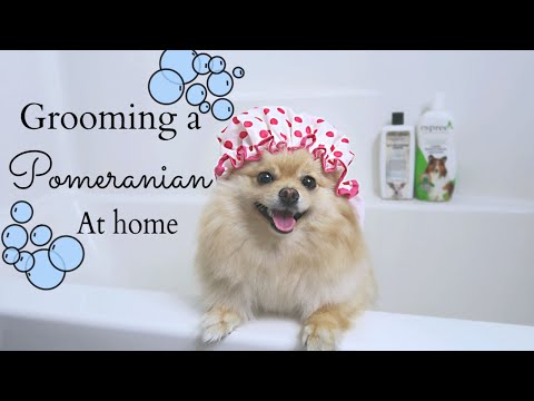 How to Groom a Pomeranian AT HOME! DIY for beginners | Bath Time with Daisy