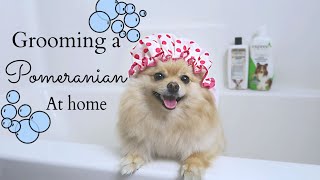 How to Groom a Pomeranian AT HOME! DIY for beginners | Bath Time with Daisy