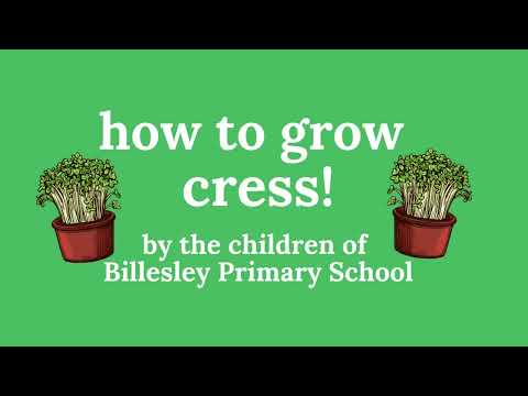 How to Grow Cress - Grow Your Road