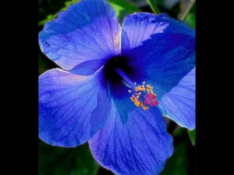 #hibiscusflower  different types of hibiscus 🌺 flower