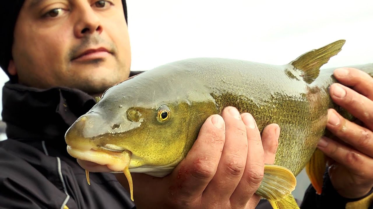 Italian Fishing TV - Tubertini - Tubertini Feeder in Tour - Feeder nel Parco del Ticino