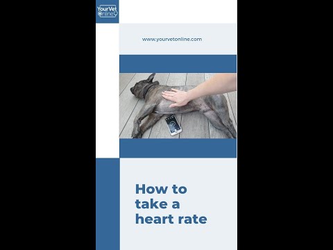 How To Take A Heart Rate | Pets | Your Vet Online #shorts