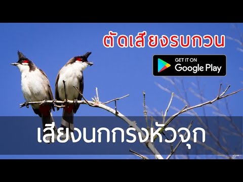 Red-whiskered bulbul Sounds Video