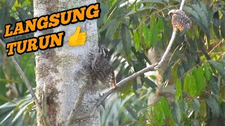 Download lagu How to attract a rice platuk bird that is hard to land 😃👍 mp3