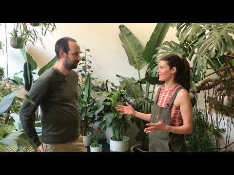 Best Plant Shops in the Netherlands — Plant One On Me — Ep 066