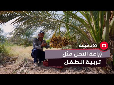 شاهد بالفيديو.. فلاح : نخلة التمر بالعراق مثل تربية الطفل واحتياجاته ولقاحه وتربيته