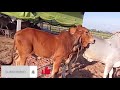 Excellent Cow Breeding And Cow Cross Meeting The First Time PumKingCow