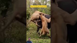فياللحظات الأخيرة: دفاع مفاجئ يقلب الطاولة!#shorts