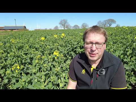 RAPOOL: Praxistipps zu Schädlingen in der Rapsblüte