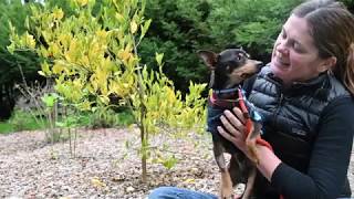 Wiley: The Boundless Resilience of a Homeless Dog