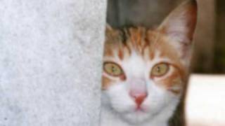 MAULLIDOS EN LA RED.soy un gato.CONCHITA