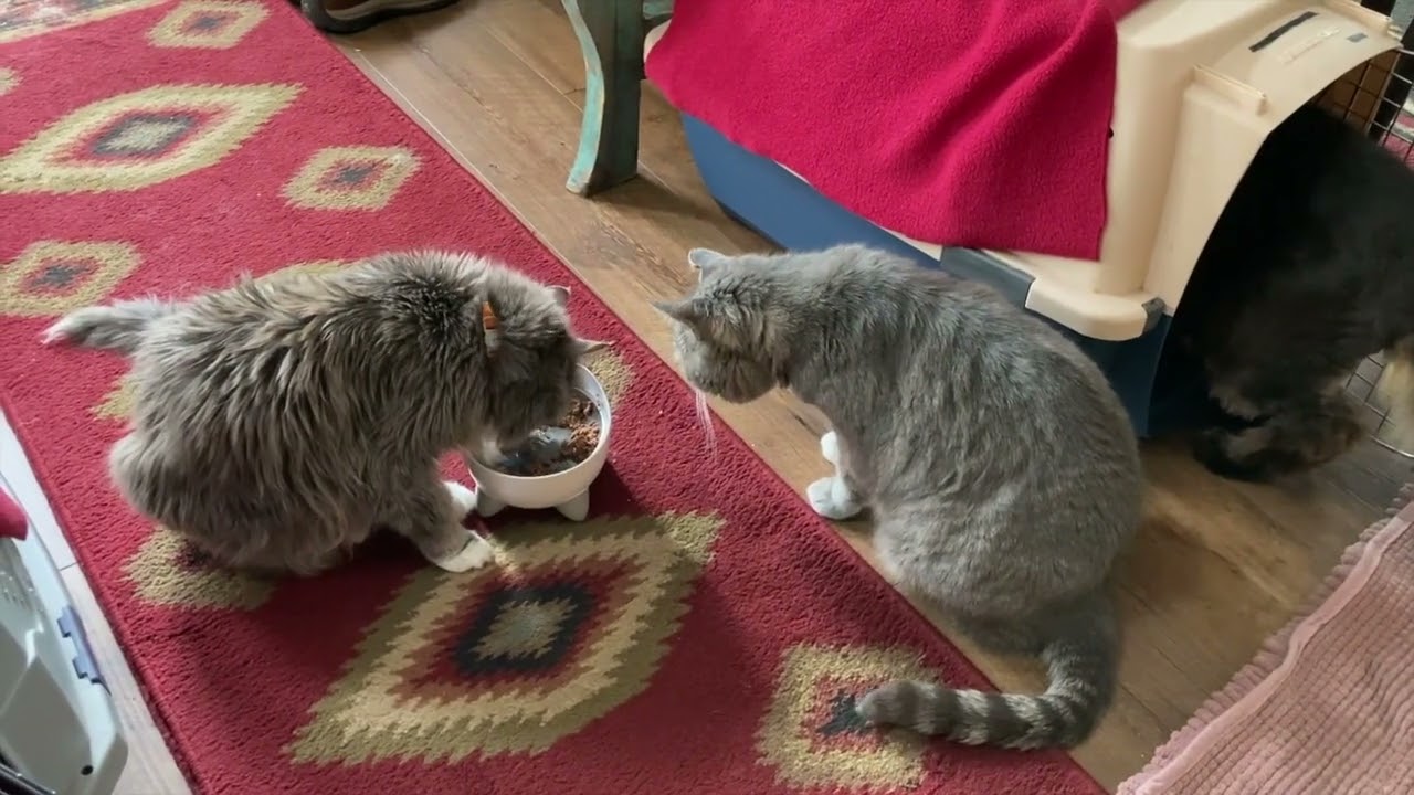 Feed Cats Separately