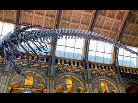 Adiba#visiting...Natural History Museum 🦖