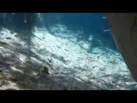 The river of the cenote de san crisanto