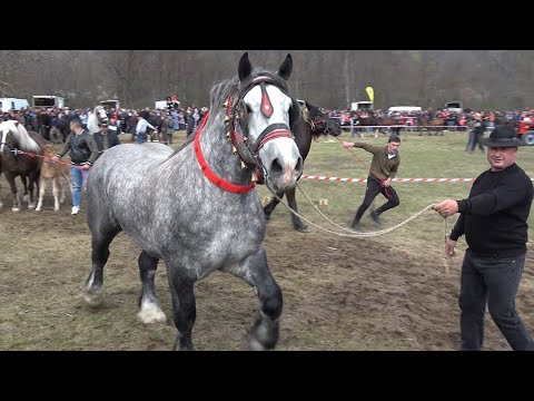 Expozitie cu cai de frumusete Varbilau, Prahova 9 Aprilie 2023 Nou!!!