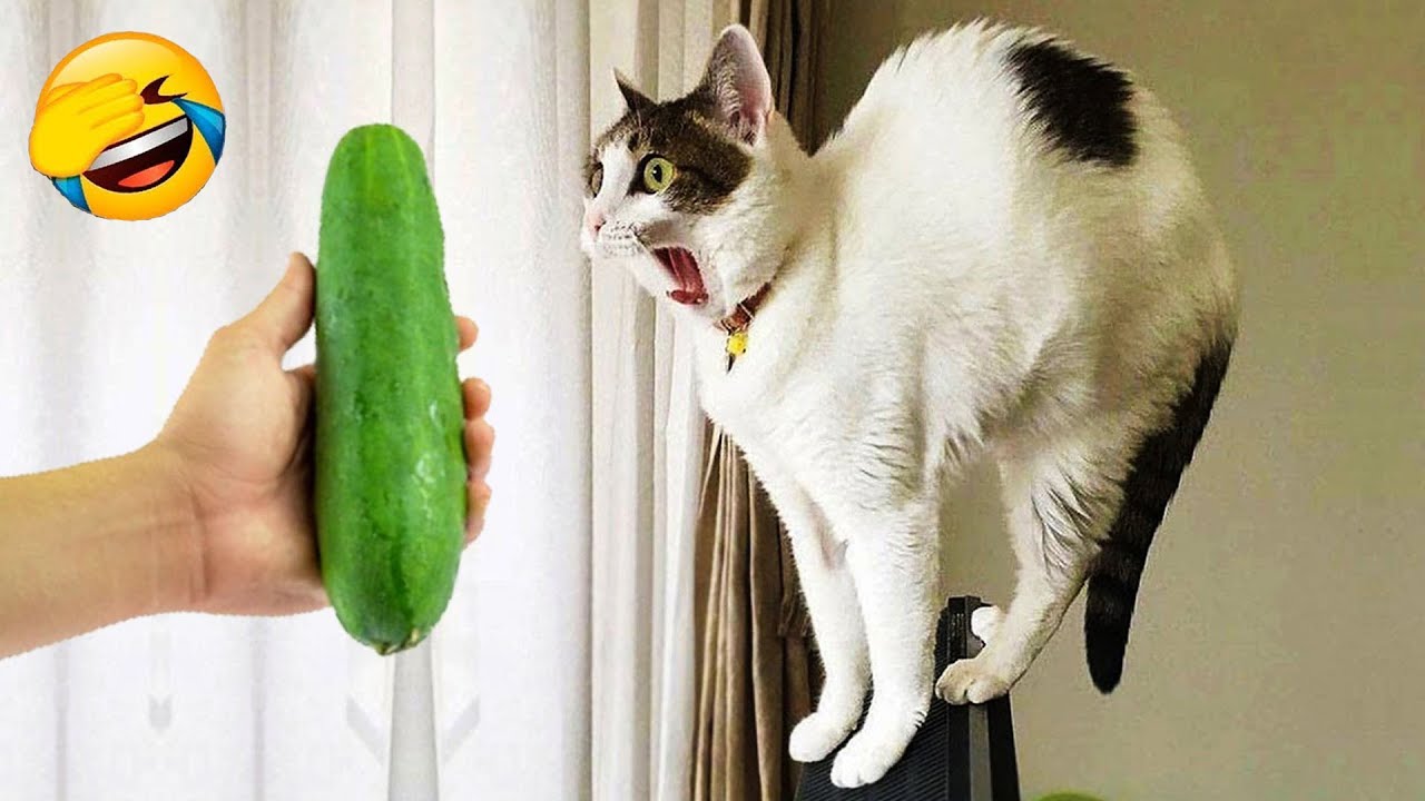 笑ったら負け 😂 2025 年の最も面白い猫と犬の動画 😺🐶 パート 3