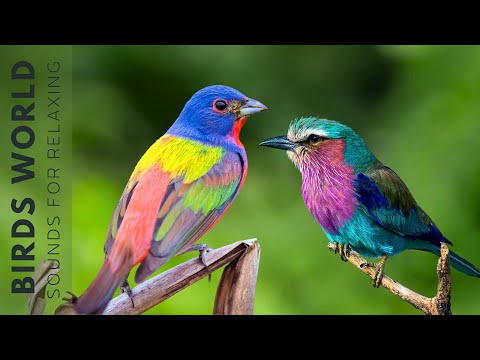 Birds Singing in the Forest - Breathtaking Nature & Wonderful Birds Songs, Stress Relief